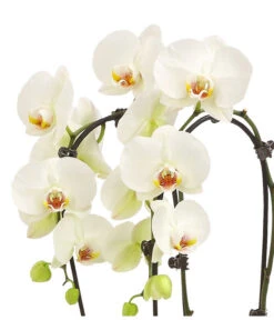 Schmetterlingsorchidee - Phalaenopsis Cultivars 'Cascade', Verschiedene Sorten -Geschäft Für Pflanzensamenbedarf 8253346 WE DE 001 PhalaenopsisSchmetterlingsorchideeCascade2TrWeissHerzig