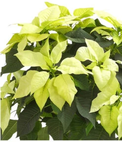 Weihnachtsstern - Euphorbia Pulcherrima, Stämmchen 9 Weihnachtsstern - Euphorbia Pulcherrima, Stämmchen -Geschäft Für Pflanzensamenbedarf 8258899 WE DE 001 PoinsettienStammWeissWeihnachtsstern