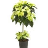 Weihnachtsstern - Euphorbia Pulcherrima, Stämmchen -Geschäft Für Pflanzensamenbedarf 8258899 we FS 001 PoinsettienStammWeissWeihnachtsstern