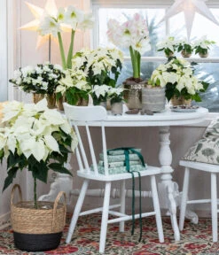 Weihnachtsstern - Euphorbia Pulcherrima, Stämmchen 8 Weihnachtsstern - Euphorbia Pulcherrima, Stämmchen -Geschäft Für Pflanzensamenbedarf 8260267 WE MO 001 WeihnachtsblueherEuphorbiaPulcherrima