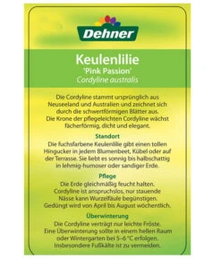 Keulenlilie 'Pink Passion' -Geschäft Für Pflanzensamenbedarf 8261828 CorylinePinkPassionEtikett2