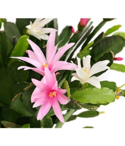 Frühlingskaktus-Duo - Hatiora X Graeseri 7 Frühlingskaktus-Duo - Hatiora X Graeseri -Geschäft Für Pflanzensamenbedarf 8263790 PR DE 001 FruehlingskaktusThipsalisTwinT12DehnerExpressHerzig