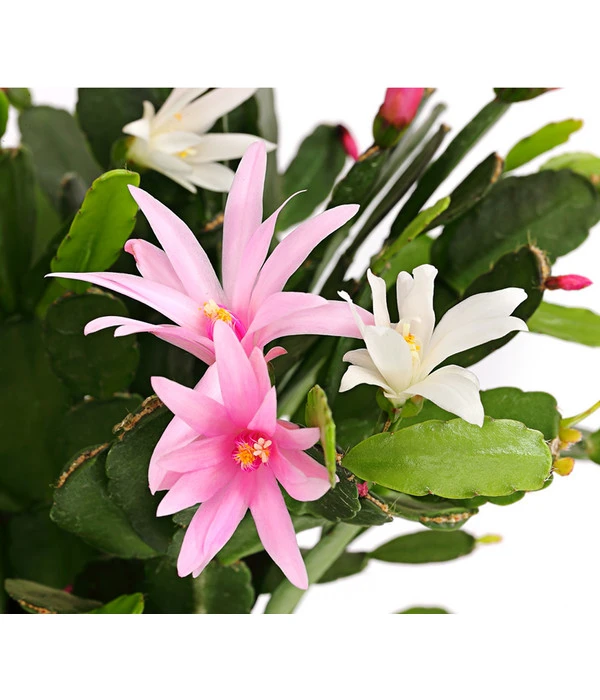 Frühlingskaktus-Duo - Hatiora X Graeseri 5 Frühlingskaktus-Duo - Hatiora X Graeseri – Bild 3