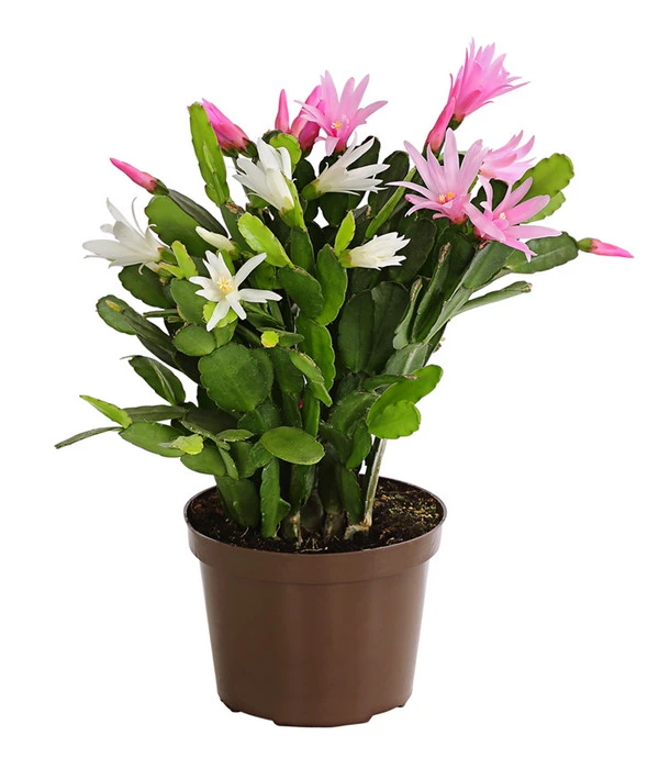 Frühlingskaktus-Duo - Hatiora X Graeseri 3 Frühlingskaktus-Duo - Hatiora X Graeseri