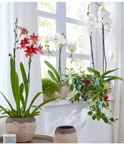 Schmetterlingsorchidee - Phalaenopsis Cultivars, Großblütig -Geschäft Für Pflanzensamenbedarf 8263832 8250193 8203242 8253023 PR MO 001 OrchideenGC18