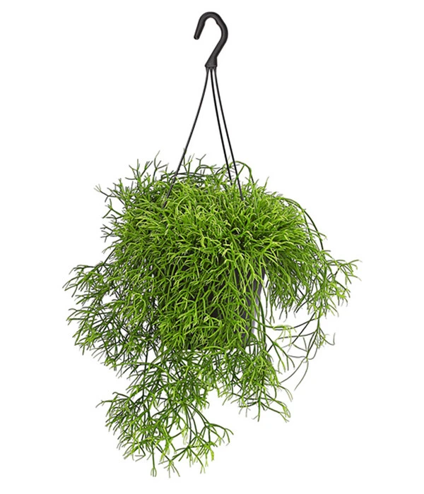 Peitschenkaktus - Rhipsalis Heteroclada, Ampel 3 Peitschenkaktus - Rhipsalis Heteroclada, Ampel