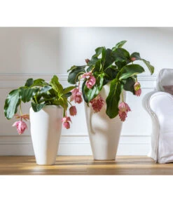 Medinille - Medinilla Magnifica 7 Medinille - Medinilla Magnifica -Geschäft Für Pflanzensamenbedarf 8266157 WE MO 004 Medinilla2021GC08