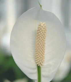 Einblatt - Spathiphyllum Wallisii 'Silvana' -Geschäft Für Pflanzensamenbedarf 8276180 WE DE 005 SpathiphyllumAlfaAir
