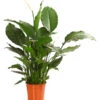 Einblatt - Spathiphyllum Wallisii 'Silvana' -Geschäft Für Pflanzensamenbedarf 8276180 WE FS 001 EinblattSpathiphyllumAlfaAirT24OWDehnerExpressHerzig