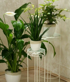 Einblatt - Spathiphyllum Wallisii 'Silvana' -Geschäft Für Pflanzensamenbedarf 8276180 WE MO 005 PflanzenmixSpathiphyllumDehnerEW