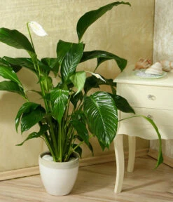 Einblatt - Spathiphyllum Wallisii 'Silvana' -Geschäft Für Pflanzensamenbedarf 8276180 WE MO 005 SpathiphyllumDehnerEW