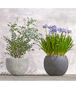 Dehner Polystone-Topf Kapstadt, Rund, Grau -Geschäft Für Pflanzensamenbedarf 8278251 WE MO 002 8586141 8587438 AgapanthusTwisterEucalyptusGunniBuschT24LapisLazuliUveSauerBL0218 1 1