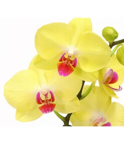 Schmetterlingsorchidee - Phalaenopsis Cultivars, Verschiedene Sorten -Geschäft Für Pflanzensamenbedarf 8280513 PR DE 002 SchmetterlingsorchideePhalaenopsisCrossing2TrieberT12Herzig