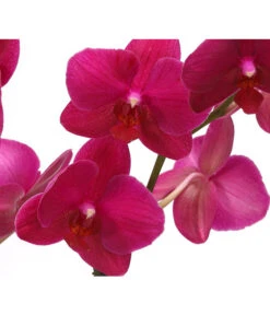 Schmetterlingsorchidee - Phalaenopsis Cultivars, Verschiedene Sorten -Geschäft Für Pflanzensamenbedarf 8280513 PR DE 004 SchmetterlingsorchideePhalaenopsisCrossing2TrieberT12Herzig