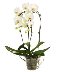 Schmetterlingsorchidee - Phalaenopsis Cultivars 'Cascade', Verschiedene Sorten -Geschäft Für Pflanzensamenbedarf 8280943 8280901 8253346 8254112 PR FS 001 PhalaenopsisSchmetterlingsorchideeCascade2TrWeiss1