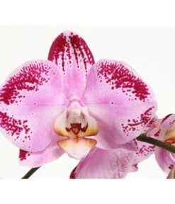 Schmetterlingsorchidee - Phalaenopsis Cultivars 'Cascade', Verschiedene Sorten -Geschäft Für Pflanzensamenbedarf 8280943 PR DE 001 JuwelPhalaenopsisPinkDancer