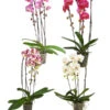 Schmetterlingsorchidee - Phalaenopsis Cultivars 'Cascade', Verschiedene Sorten -Geschäft Für Pflanzensamenbedarf 8280943 PR FS 001 PhalaenopsisCascadeMixT12