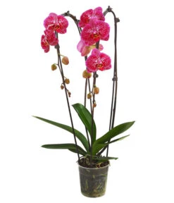 Schmetterlingsorchidee - Phalaenopsis Cultivars 'Cascade', Verschiedene Sorten -Geschäft Für Pflanzensamenbedarf 8280943 PR FS 001 PhalaenopsisCascadeMix 011