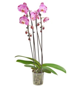 Schmetterlingsorchidee - Phalaenopsis Cultivars 'Cascade', Verschiedene Sorten -Geschäft Für Pflanzensamenbedarf 8280943 PR FS 001 PhalaenopsisCascadeMix 02