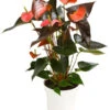Große Flamingoblume - Anthurium Andreanum 'Rainbow' -Geschäft Für Pflanzensamenbedarf 8284804 PR FS 001 AnthuriumRainbowT14DehnerHerzig