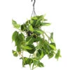 Baumfreund - Philodendron Scandens 'Brasil', Ampel 2 Baumfreund - Philodendron Scandens 'Brasil', Ampel -Geschäft Für Pflanzensamenbedarf 8286544 WE FS 001 ScindapsusScandensBrasiDehnerExpressHerzig