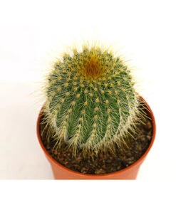 Notocactus - Parodia Leninghausii -Geschäft Für Pflanzensamenbedarf 8294472 PR DE 001 EriocactusLeninghausiiT6DehnerExpressHerzig