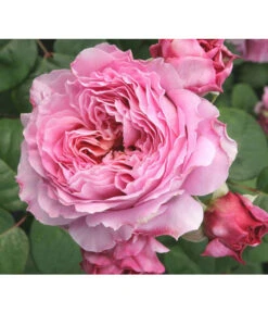 Nostalgie®-Edelrose 'Eisvogel®', Stämmchen