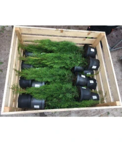 20 Meter Lebensbaum 'Smaragd', 80 X Ca. 40-60 Cm 10 20 Meter Lebensbaum 'Smaragd', 80 X Ca. 40-60 Cm -Geschäft Für Pflanzensamenbedarf 8295149 WE FS 001 ThujaPalette3Liter