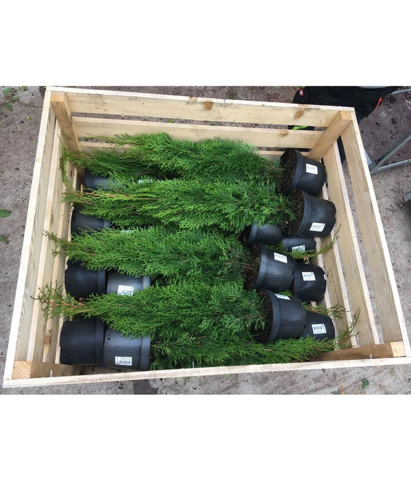 20 Meter Lebensbaum 'Smaragd', 80 X Ca. 40-60 Cm 6 20 Meter Lebensbaum 'Smaragd', 80 X Ca. 40-60 Cm – Bild 4