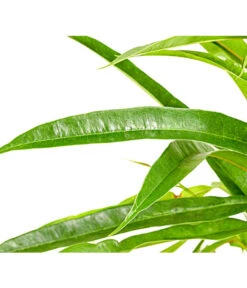 Langblättriger Feigenbaum - Ficus Binnendijkii 'Alii' -Geschäft Für Pflanzensamenbedarf 8296006 PR DE 001 FicusAliiT17DehnerExpressHerzig