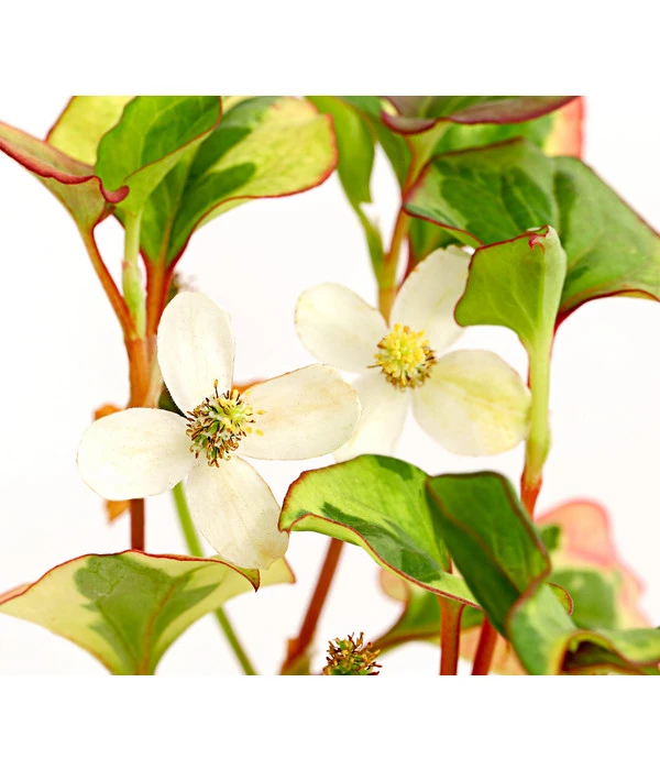 Chamäleonpflanze - Buntblatt - Eidechsenschwanz 3 Chamäleonpflanze - Buntblatt - Eidechsenschwanz