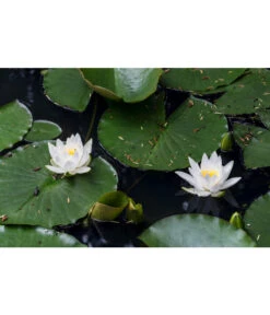 Dehner Seerose -Geschäft Für Pflanzensamenbedarf 8315905 PR MO 002 NymphaeaSeeroseWeissLucknerJuni2015