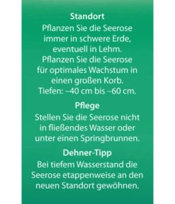 Dehner Seerose -Geschäft Für Pflanzensamenbedarf 8315905 Seerose Alba Etikett 2