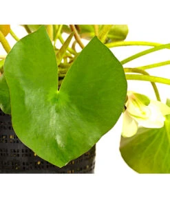 Dehner Seerose -Geschäft Für Pflanzensamenbedarf 8315905 WE DE 001 SeeroseWeissNymphaeaHybrideWeissT14DehnerExpressHerzig