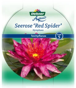 Dehner Seerose 'Red Spider' 12 Dehner Seerose 'Red Spider' -Geschäft Für Pflanzensamenbedarf 8315939 Seerose Red Spider Etikett 1 NEU