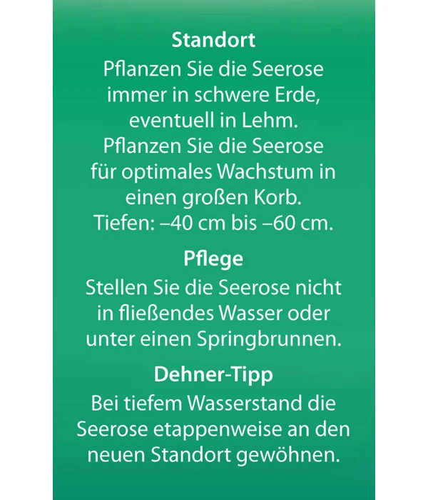 Dehner Seerose 'Red Spider' 8 Dehner Seerose 'Red Spider' – Bild 6