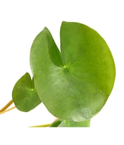 Dehner Seerose 'Red Spider' 10 Dehner Seerose 'Red Spider' -Geschäft Für Pflanzensamenbedarf 8315939 WE DE 001 SeeroseGezackteBluetenblaetterNymphaeaHybrideT14DehnerExpressHerzig