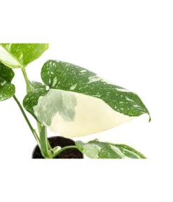 Fensterblatt - Monstera Deliciosa 'Thai Constellation', Panaschiert -Geschäft Für Pflanzensamenbedarf 8402034 WE DE 001 MonsteraThaiConstellationT6