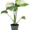 Fensterblatt - Monstera Deliciosa 'Thai Constellation', Panaschiert -Geschäft Für Pflanzensamenbedarf 8402034 WE FS 001 MonsteraThaiConstellationT6