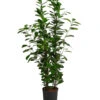 Lorbeer-Feige - Ficus Microcarpa 'Moclame', Hydrokultur 1 Lorbeer-Feige - Ficus Microcarpa 'Moclame', Hydrokultur -Geschäft Für Pflanzensamenbedarf 8416927 WE FS 001 FicusMicrocarpaMoclameHydroT18 19BirkenfeigeDehnerExpressHerzig