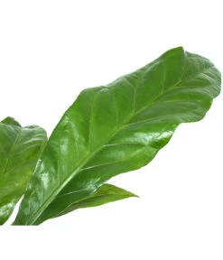 Blattanthurie - Anthurium Ellipticum 'Jungle King', Hydrokultur 7 Blattanthurie - Anthurium Ellipticum 'Jungle King', Hydrokultur -Geschäft Für Pflanzensamenbedarf 8425381 WE DE 001 AnthuriumJunglebush1519H50