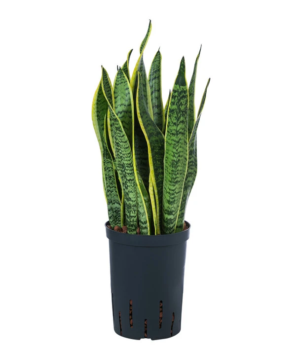 Bogenhanf - Sansevieria Trifasciata Var. Laurentii, Hydrokultur 3 Bogenhanf - Sansevieria Trifasciata Var. Laurentii, Hydrokultur
