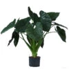 Pfeilblatt - Alocasia 'Wentii', Hydrokultur -Geschäft Für Pflanzensamenbedarf 8425662 WE FS 001 AlocasiaWentii25 19H100