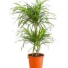 Drachenbaum - Dracaena Reflexa 'Anita' 2 Drachenbaum - Dracaena Reflexa 'Anita' -Geschäft Für Pflanzensamenbedarf 8440000 PR FS 001 DrachenbaumDracaenaReflexaAnitaVariegataT19DehnerExpressHerzig