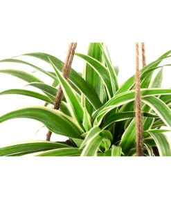 Kokodama-Ampel Grünlilie - Chlorophytum -Geschäft Für Pflanzensamenbedarf 8501553 WE DE 001 KokodamaChlorophythumLaxumT15 DehnerExpressHerzig