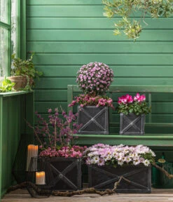 Liebesperlenstrauch 'Profusion' -Geschäft Für Pflanzensamenbedarf 8501850 8213175 WE MO 001 Chrysanthemen 8620528 CyclameIndiaka