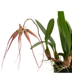 Orchidee - Bulbophyllum 'Elizabeth Ann' -Geschäft Für Pflanzensamenbedarf 8506230 WE DE 001 BulbophyllumT12