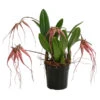 Orchidee - Bulbophyllum 'Elizabeth Ann' -Geschäft Für Pflanzensamenbedarf 8506230 WE FS 001 BulbophyllumT12