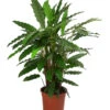 Korbmarante - Calathea 'Tropistar' -Geschäft Für Pflanzensamenbedarf 8506305 WE FS 001 CalatheaTropistarT21