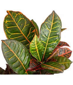 Wunderstrauch - Codiaeum Variegatum 'Petra' -Geschäft Für Pflanzensamenbedarf 8508749 PR DE 001 CodiaeumVariegatumPetraWunderstrauchBonsaiVerzweigtT21DehnerExpressHerzig